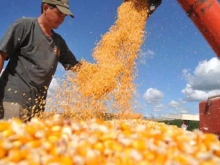 IGC eleva previsão de safra de milho e trigo