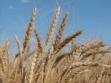 Entrada de trigo de melhor qualidade no mercado pressiona cotações